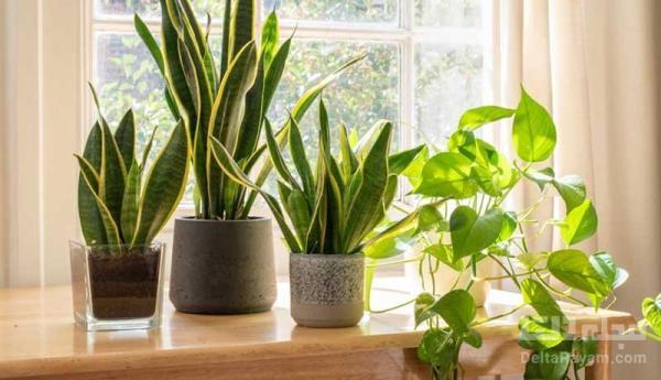علت سوراخ شدن برگ گیاهان آپارتمانی چیست؟